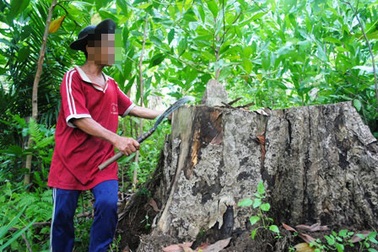 Nạn phá rừng đang gia tăng trở lại 