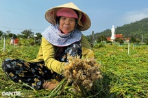 "Vàng trắng" được mùa, nông dân lo lỗ nặng