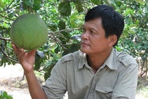 Thu tiền tỷ nhờ trồng bưởi da xanh
