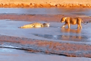 Chúa tể thảo nguyên đụng độ sát thủ đầm lầy, kẻ nào chiến thắng?