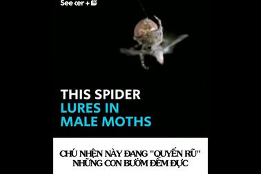Loài nhện “quăng tơ” bắt mồi y hệt như cao bồi miền viễn tây