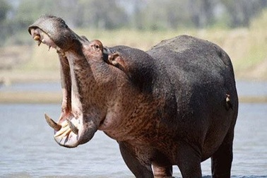 Đừng để thiệt mạng vì thích chụp ảnh động vật hoang dã!