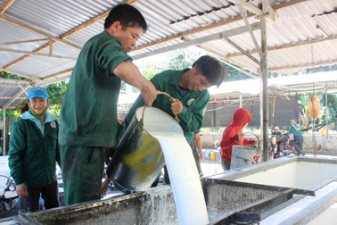 Giá cao su cao nhất từ 2017: Nông dân phấn khởi, doanh nghiệp trúng đậm