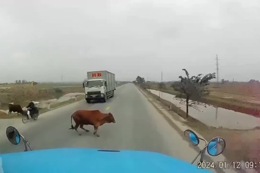 Bò chạy rông ra đường bị xe container tông văng