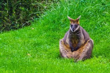 Sinh vật đáng yêu này dành cả cuộc đời trưởng thành để mang thai