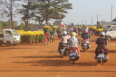 Gia Lai: Các thương lái buôn hoa đều có lãi