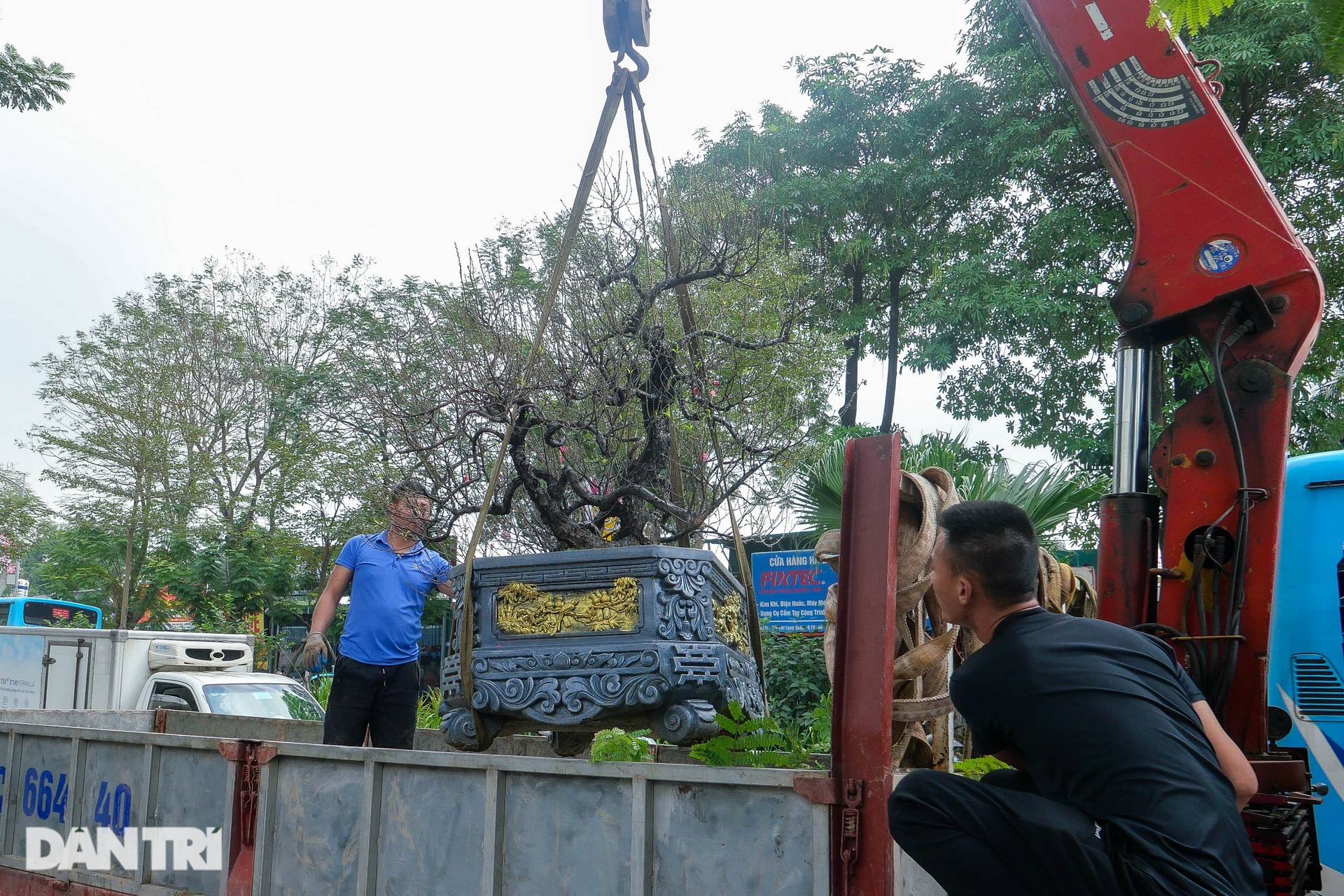Đại gia chi hàng chục triệu đồng săn bạch đào chơi Tết - 8 Đại gia chi hàng chục triệu đồng săn bạch đào chơi Tết - 8