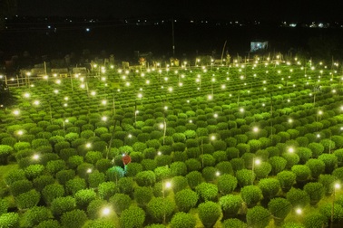 Rực sáng làng hoa cúc Tết