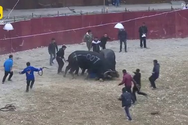 Khoảnh khắc thót tim khi một người đàn ông bị mắc kẹt giữa hai con trâu chọi