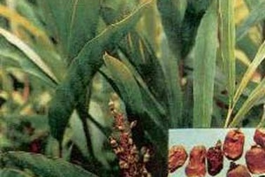 9 dược liệu quý chữa bệnh rối loạn tiêu hóa