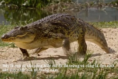 Cá sấu tấn công con mồi và cùng đồng minh bảo vệ ổ trứng khỏi kẻ thù