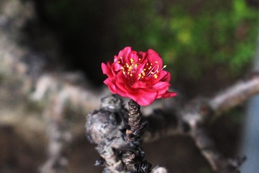 "Số hưởng" như đào thất thốn: Thảnh thơi nằm điều hòa, đợi chủ rước về dinh