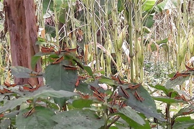Đàn châu chấu tràn vào Điện Biên có đáng lo ngại không?