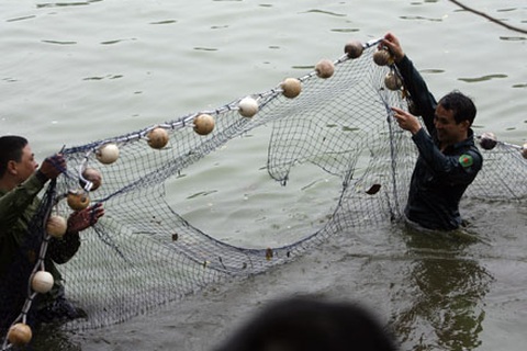 Đề xuất dùng lưới bắt cá ngừ để "vây bắt" cụ Rùa
