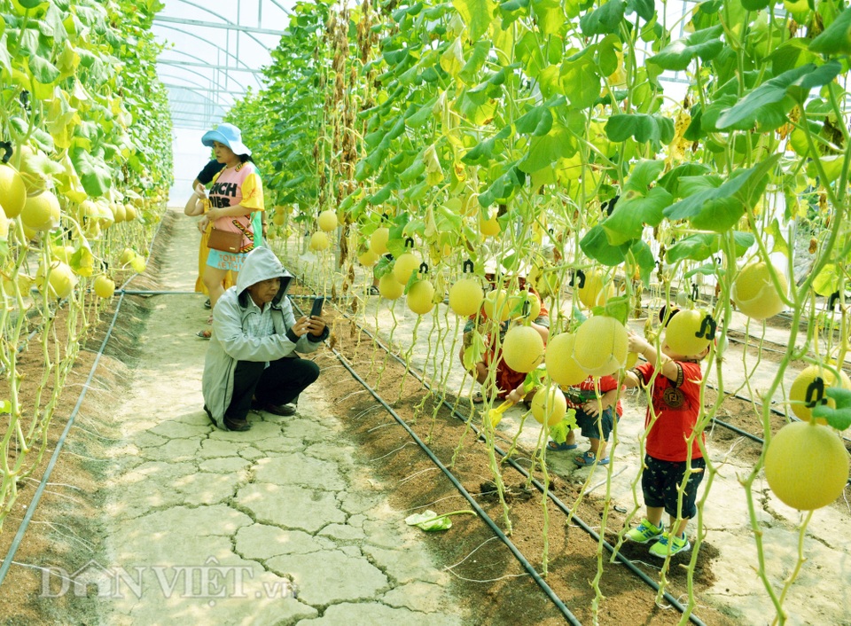 Vườn dưa khủng độc nhất Cà Mau: Toàn loại độc, lạ - 6 Vườn dưa khủng độc nhất Cà Mau: Toàn loại độc, lạ - 6