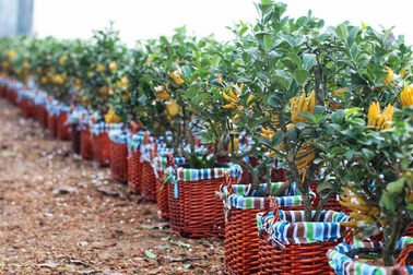 Chiêm ngưỡng vườn phật thủ mini giá bạc triệu “độc” nhất Hà Thành