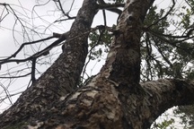 Cây đào "khủng" trăm tuổi vừa xuống phố được trả hơn 120 triệu đồng