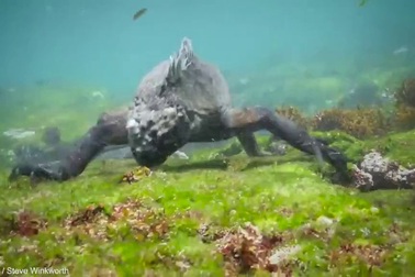 Đẹp mê hồn khoảnh khắc của thế giới đại dương