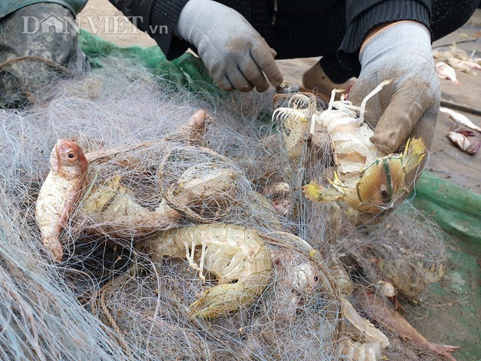 Nam Định: Ra biển kéo lưới trúng đậm tôm hung dữ toàn con to bự - 6 Nam Định: Ra biển kéo lưới trúng đậm tôm hung dữ toàn con to bự - 6