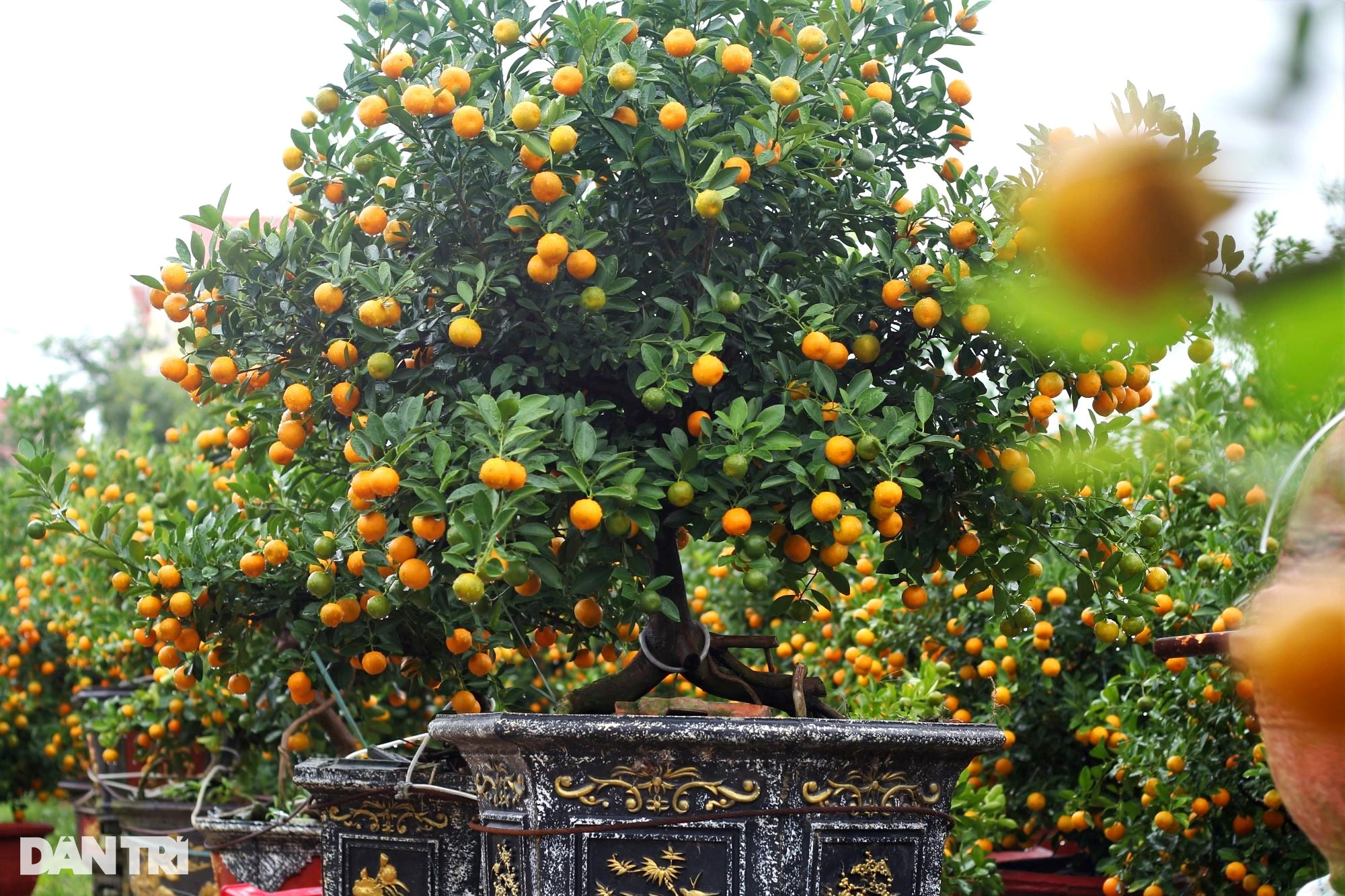 Vựa quất lớn nhất miền Trung hối hả vào vụ Tết - 7 Vựa quất lớn nhất miền Trung hối hả vào vụ Tết - 7