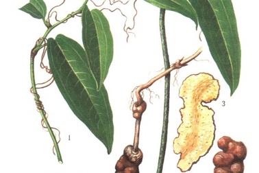 Thổ phục linh - Lọc máu, giải độc