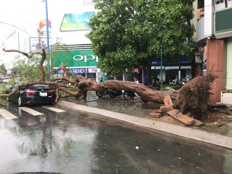 Phượng cổ thụ bật gốc đè nát xe ô tô bên đường - 1 Phượng cổ thụ bật gốc đè nát xe ô tô bên đường - 1