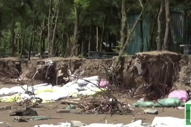 Nhiều diện tích rừng đặc dụng tan hoang sau đợt triều cường mạnh