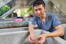 9X nuôi con "sống dưới nước đẻ trên bờ", 5 triệu đồng/kg vẫn "cháy hàng"