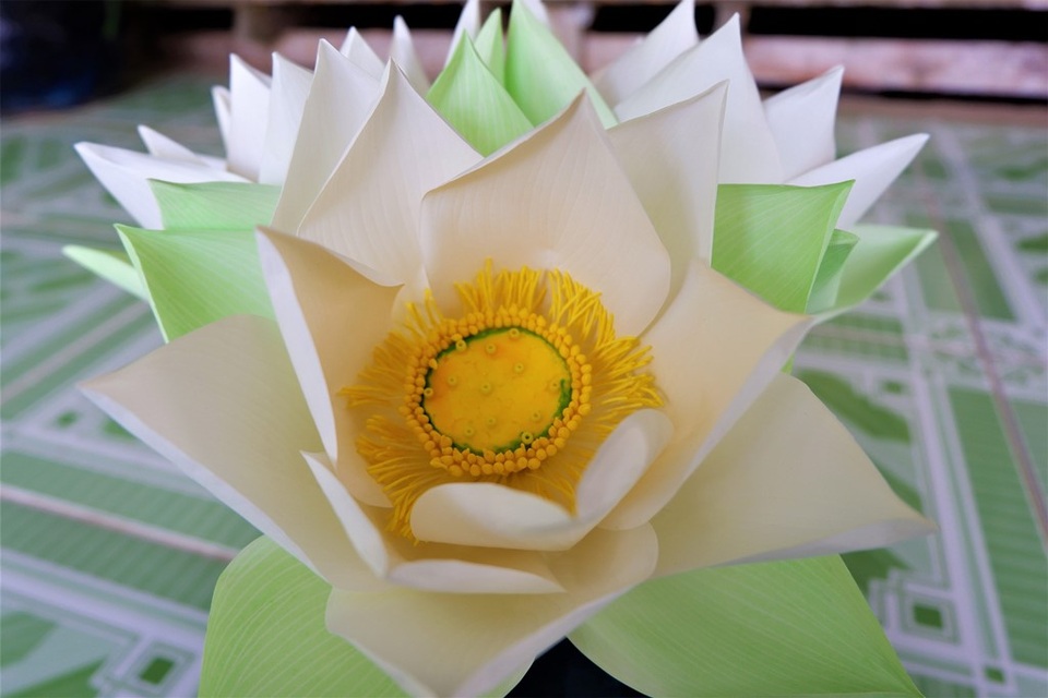 Cô gái xương thủy tinh mang đến cho đời những bông hoa đẹp - 2 Cô gái xương thủy tinh mang đến cho đời những bông hoa đẹp - 2