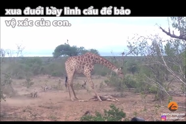 Hươu cao cổ mẹ chiến đấu chống lại bầy linh cẩu để bảo vệ xác con