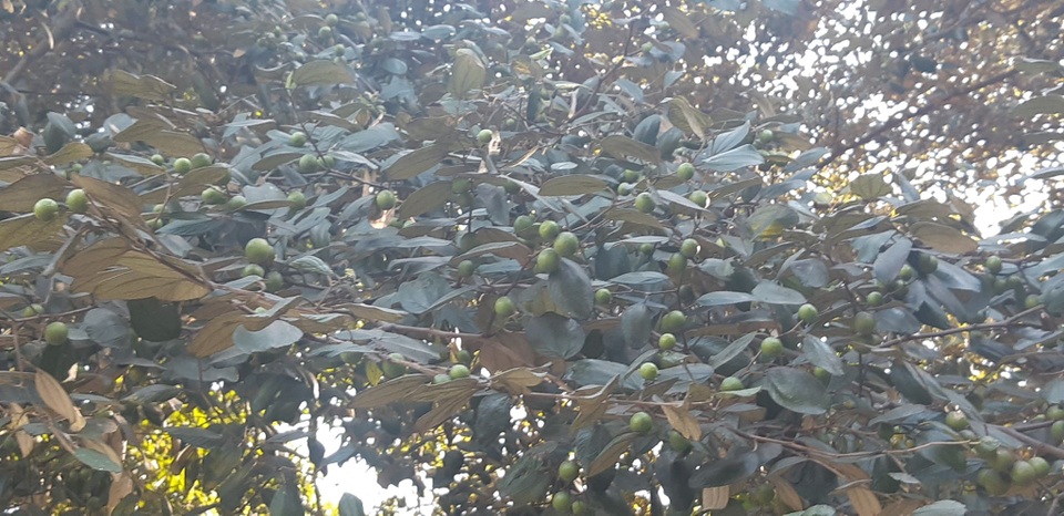 Clip: Cụ táo khổng lồ, gia chủ quyết giữ không bán dù được trả tiền triệu - 4