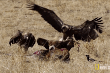 Hàng trăm con kền kền "xâm chiếm" thị trấn, phun ra mùi như xác chết thối