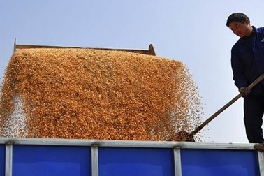 Vợ tỉ phú Trung Quốc ăn cắp giống bắp của Mỹ