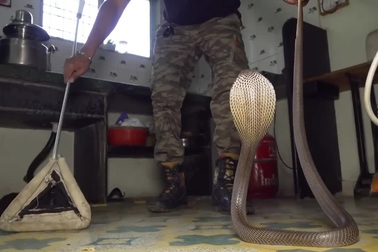 Hổ mang hung hãn, điên cuồng tấn công chuyên gia bắt rắn