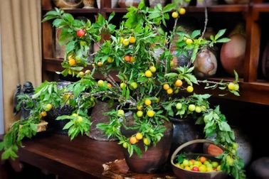 Hội chị em dò dẫm chợ mạng, "săn" cành mận trĩu quả trưng bày góc nhà