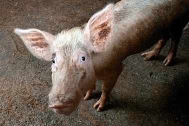 Trung Quốc tạo tế bào gốc lợn đầu tiên trên thế giới