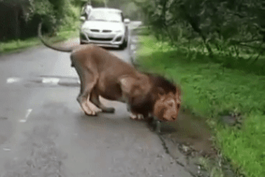 Sư tử uống nước bên đường khiến ô tô phải dừng lại chờ đợi