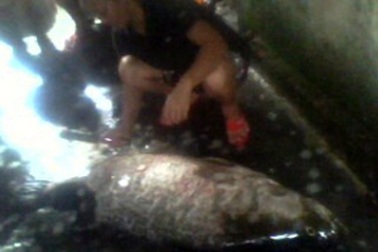 Bắt được cá nước ngọt khổng lồ