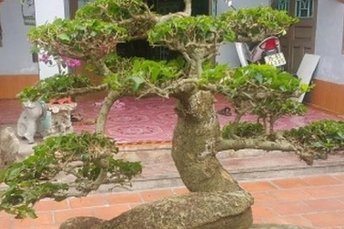 "Phát sốt" với "cụ" duối lùn dáng long, giá 100 triệu đồng ở Ninh Bình