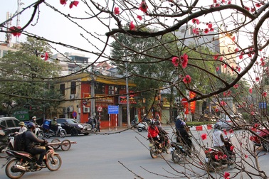 Đào sớm mang không khí Tết về trên đường phố