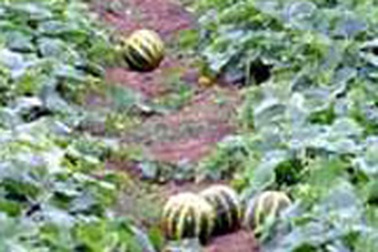 Dưa bở chữa mất ngủ