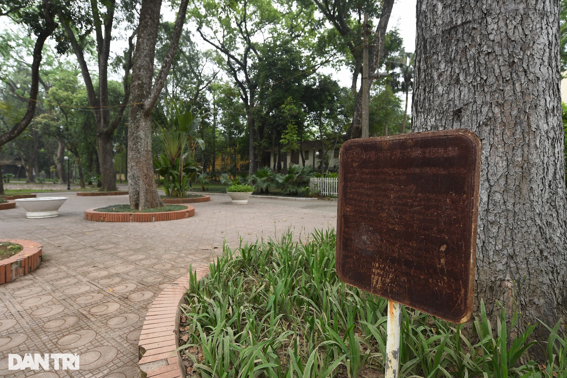 Cây muồng ngủ hơn 100 tuổi ở công viên Bách Thảo chết khô - 12