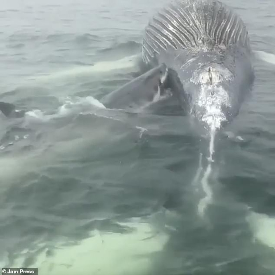 Kinh hoàng khoảnh khắc cá mập trắng cắn xé cá voi dài hơn 5 m - 1 Kinh hoàng khoảnh khắc cá mập trắng cắn xé cá voi dài hơn 5 m - 1