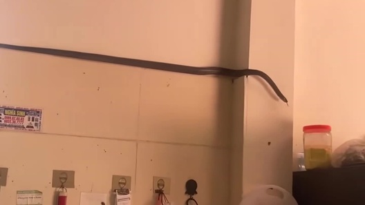 Rắn cỡ lớn gây kinh hãi khi trườn vào nhà bếp tại Phú Thọ