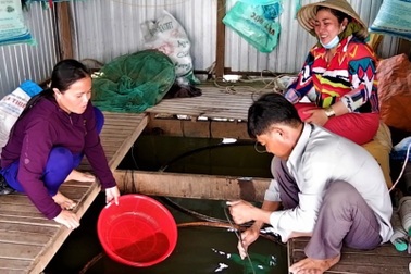 Nghề nuôi cá heo đuôi đỏ phất lên "như diều" tại An Giang