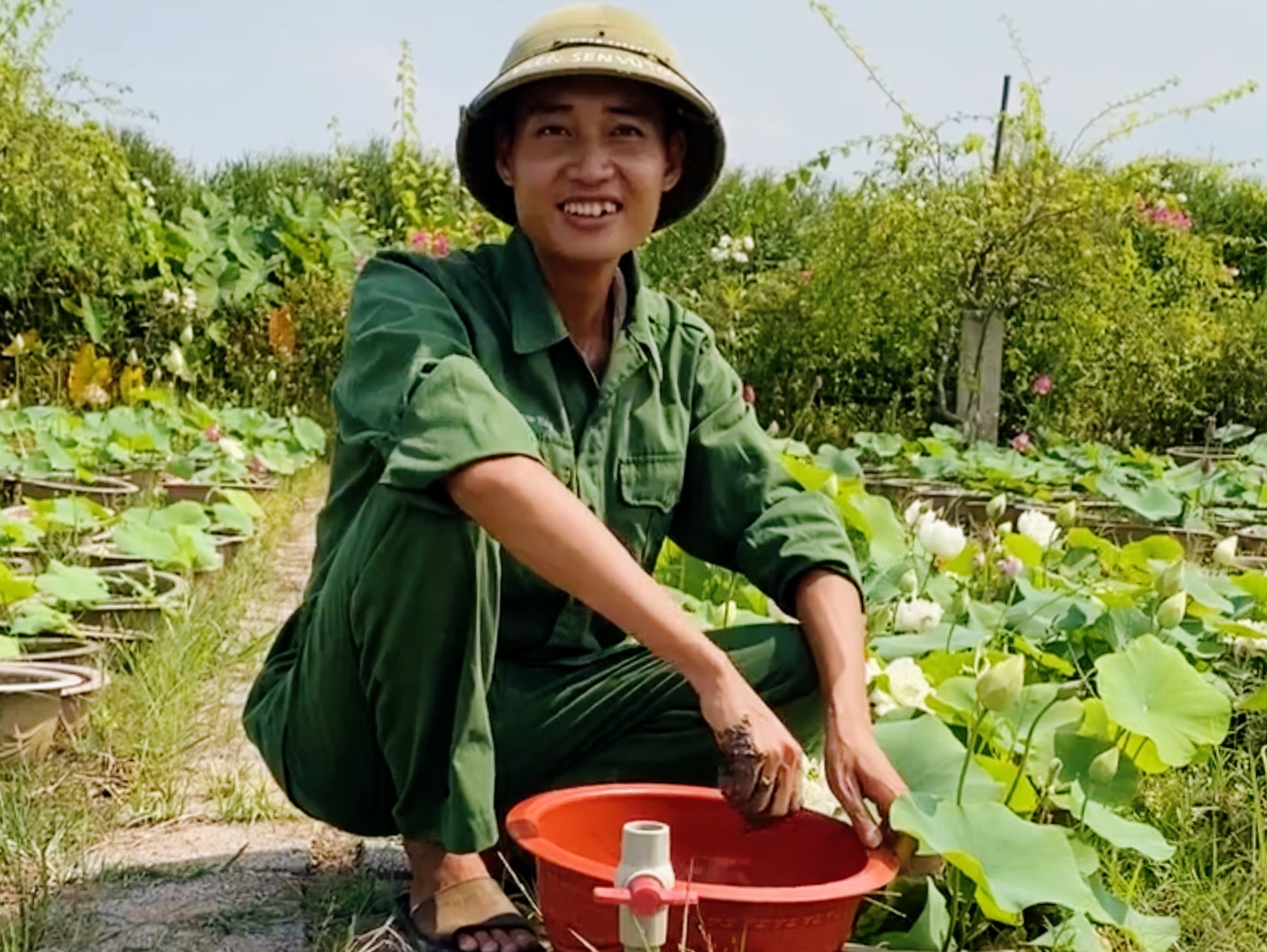 Lótuszt termeszteni visszatérő, agglegény hatalmas haszonra tesz szert betegsége miatt - 2 Về quê trồng sen, nam cử nhân kiếm lợi nhuận khủng nhờ mắc bệnh liều - 2