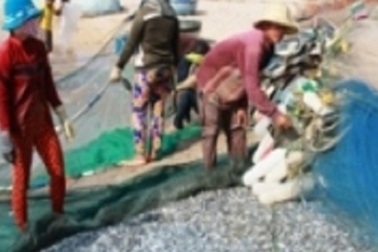 Gặp đàn cá cơm dày đặc, ngư dân Ninh Thuận hốt bạc triệu