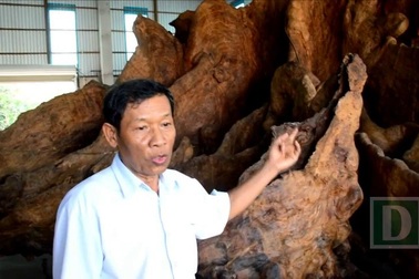 Ông Mai Kiên kể về quá trình mua gốc bàng đá