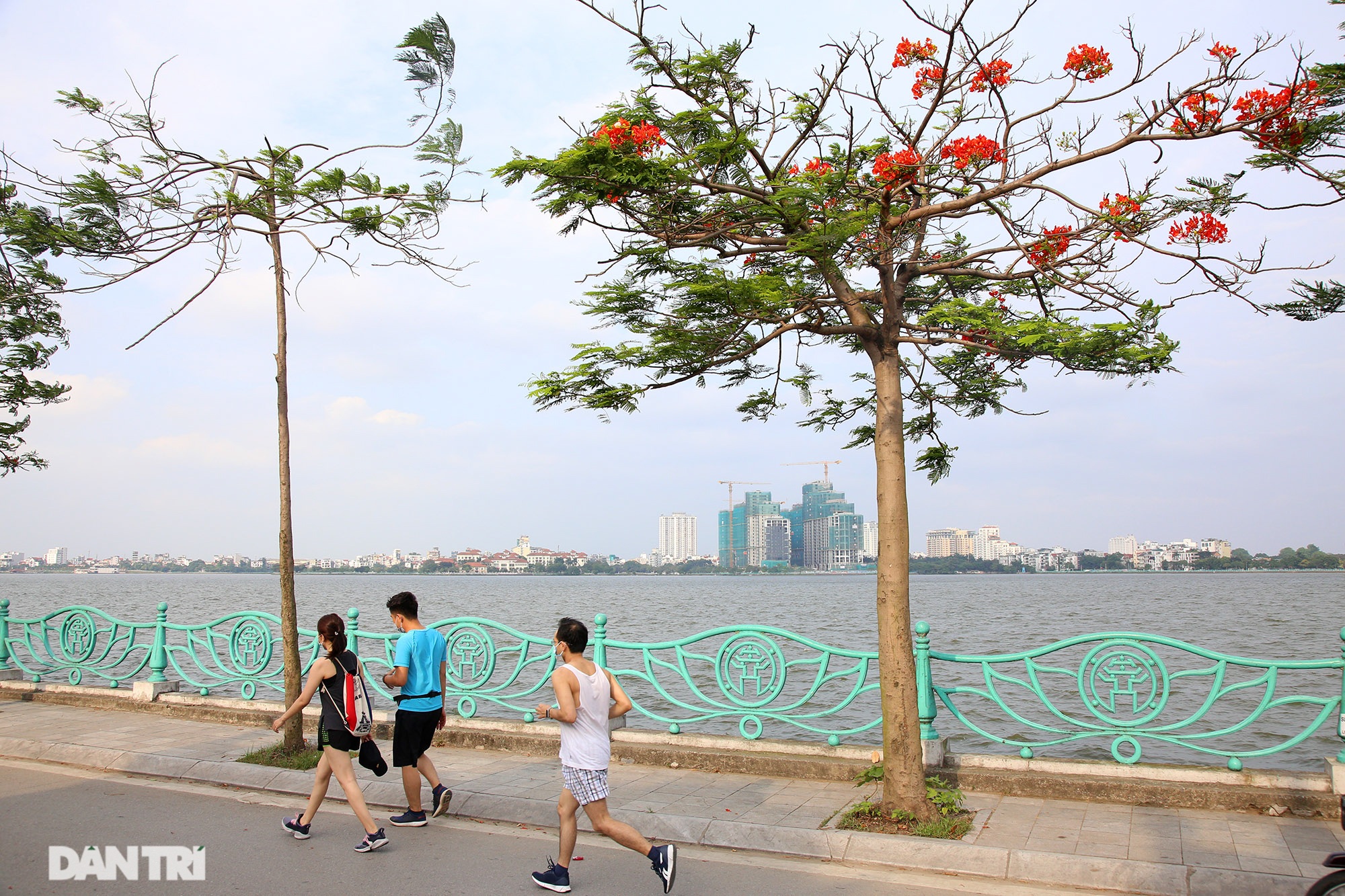 Mùa hoa phượng vĩ bắt đầu nở đẹp khắp phố phường Hà Nội - 5 Mùa hoa phượng vĩ bắt đầu nở đẹp khắp phố phường Hà Nội - 5