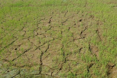 Cả trăm hecta lúa lo "chết khát" cạnh dự án chống hạn trăm tỷ